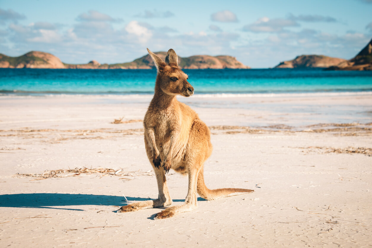 Austrália: Un kangourou sur une plage de Lucky Bay dans le parc national de Cape Range Austrália: Un kangourou sur une plage de Lucky Bay dans le parc national de Cape Range