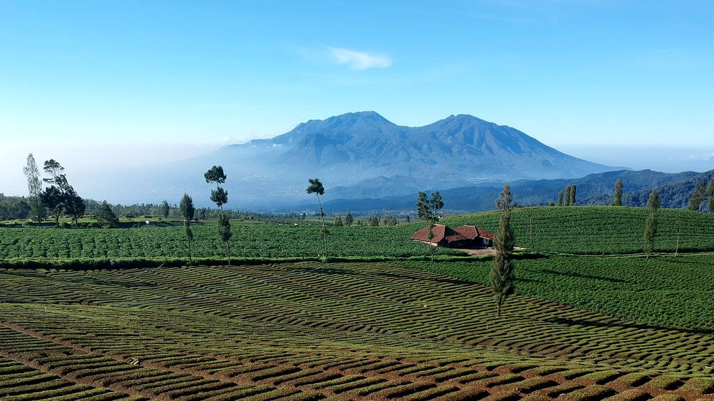 Batu :  Batu :