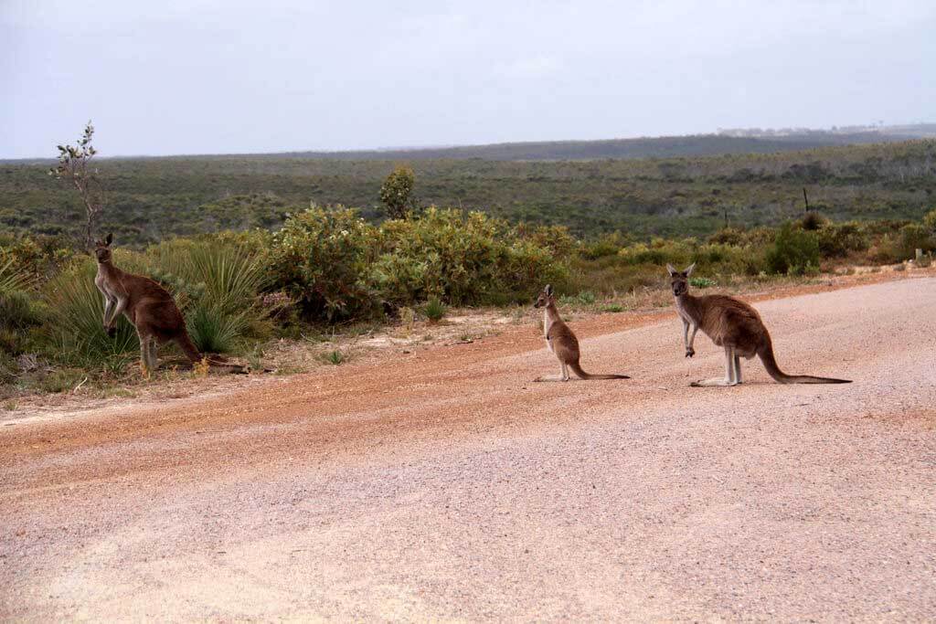 Parque nacional Cabo Árido : 