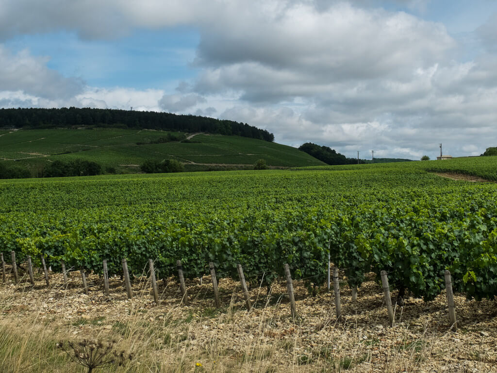 Chablis :  Chablis :