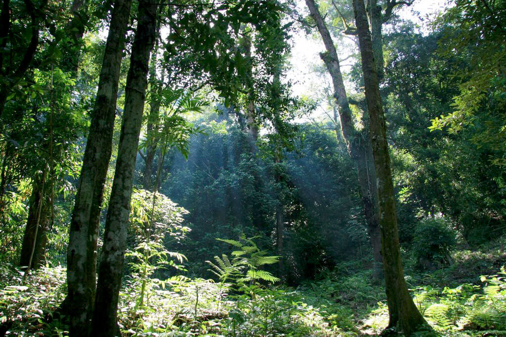 Parque Nacional Gunung Palung :  Parque Nacional Gunung Palung :