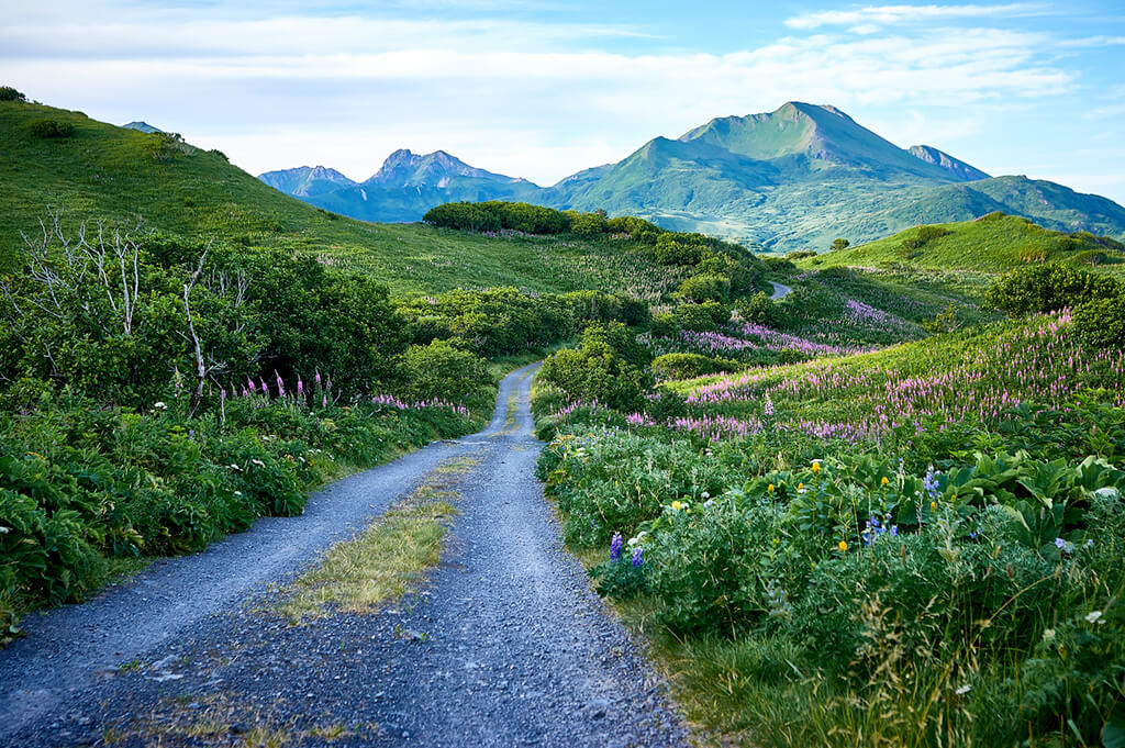Kodiak :  Kodiak :