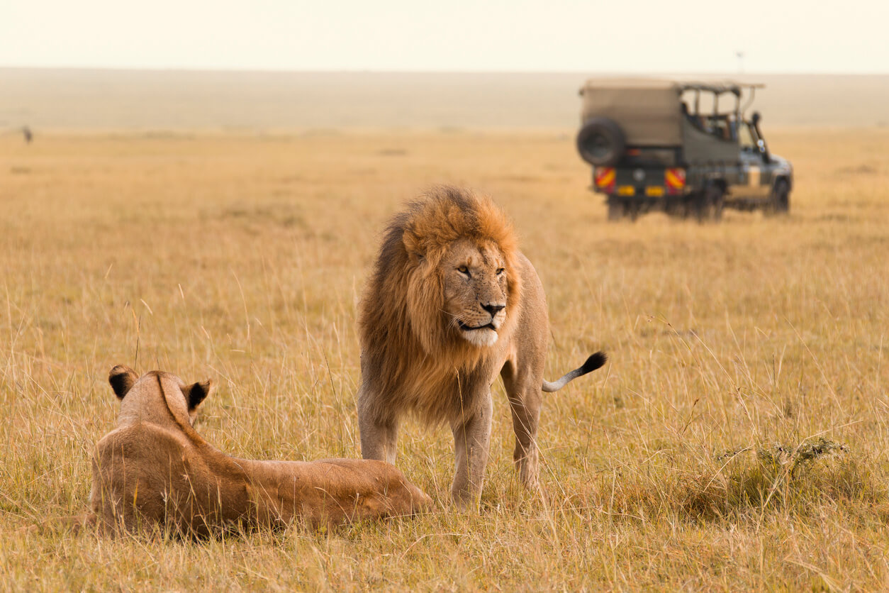 Maasai Mara National Reserve :  Maasai Mara National Reserve :