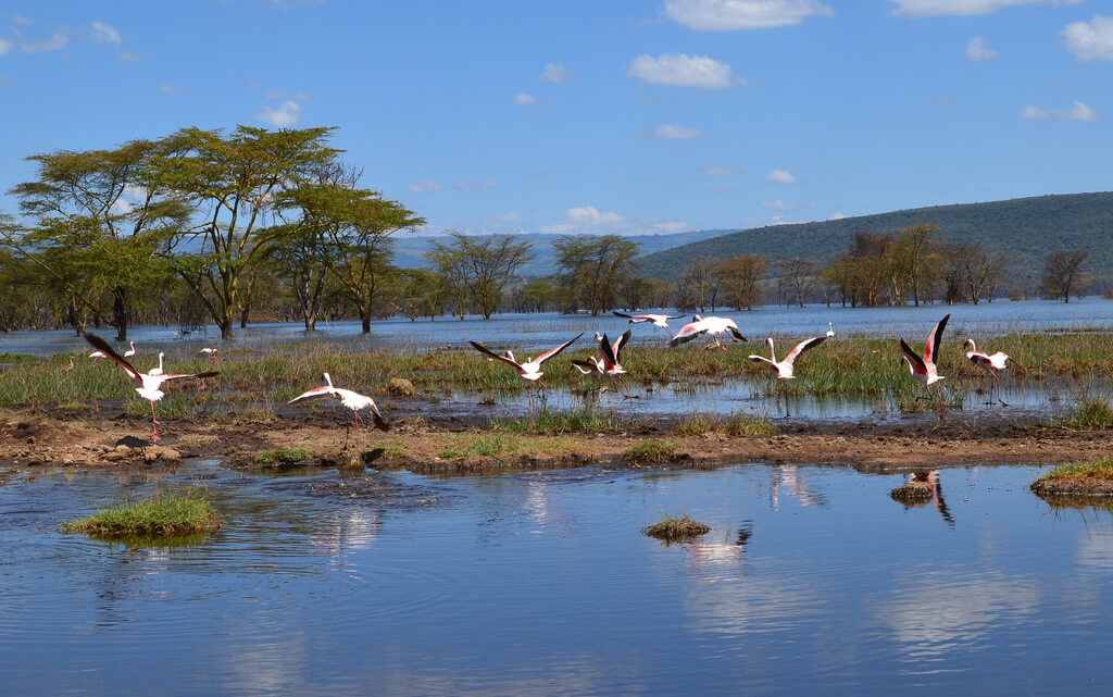 Nakuru :  Nakuru :