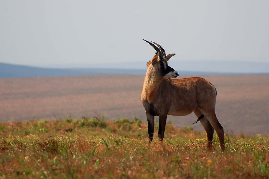 Parque Nacional de Nyika :  Parque Nacional de Nyika :