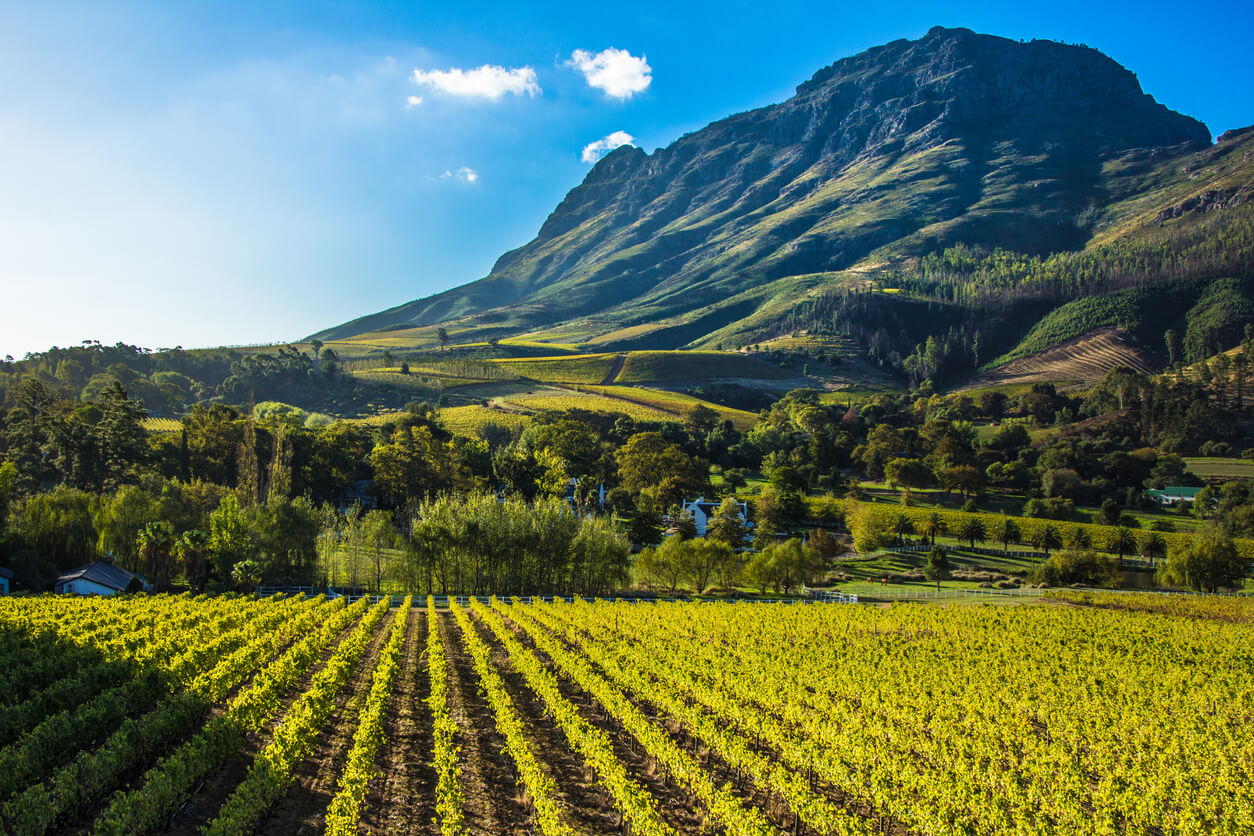 Stellenbosch : Stellenbosh et la route des Vins