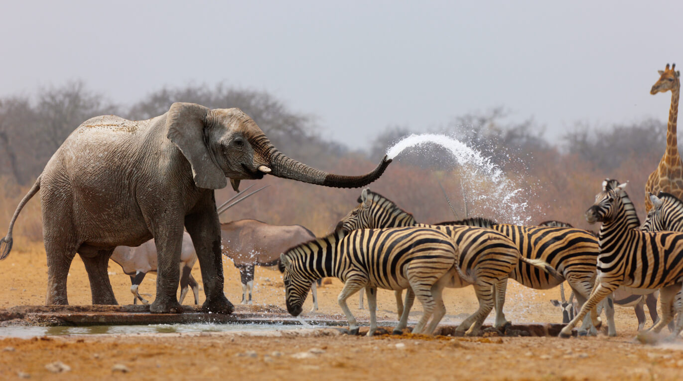 Parque Nacional Etosha : Etosha Parque Nacional Etosha : Etosha