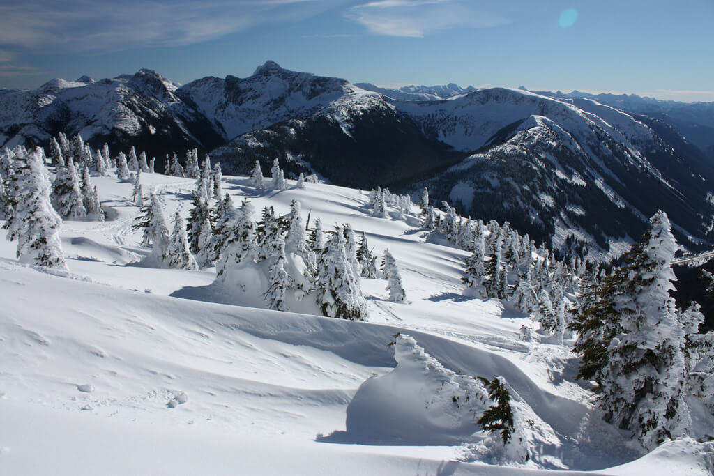 Prince Albert : Prince Albert :