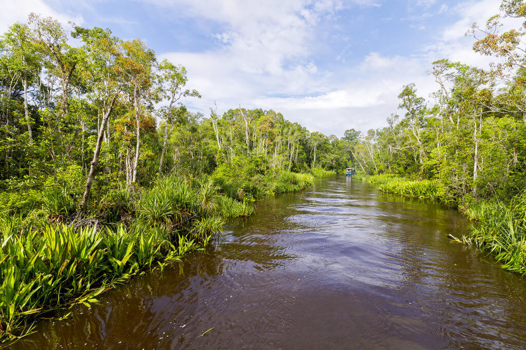 Parque Nacional Tanjung Puting :  Parque Nacional Tanjung Puting :