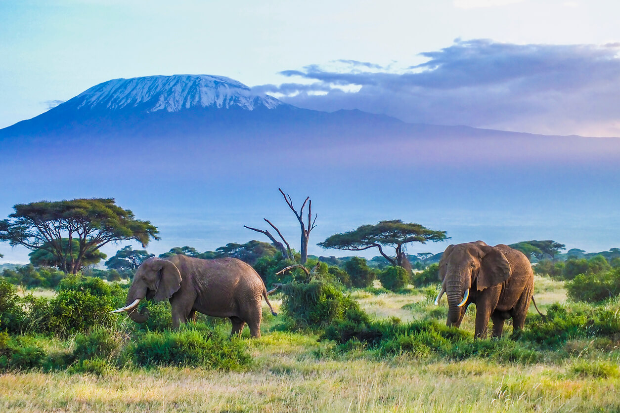 safari tanzania quando ir