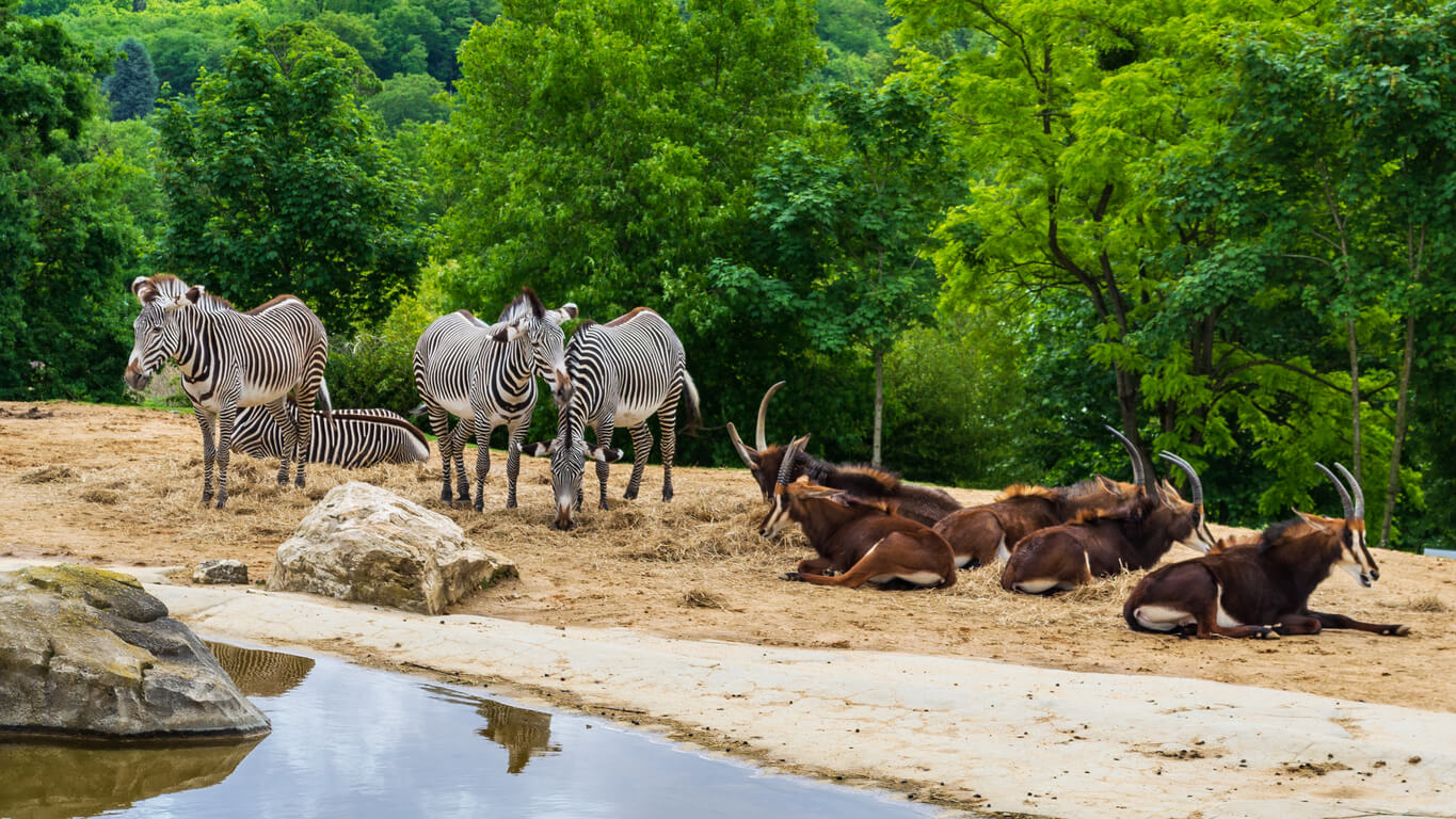 Beauval Zoo :  Beauval Zoo :